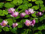 Bild av mustangking