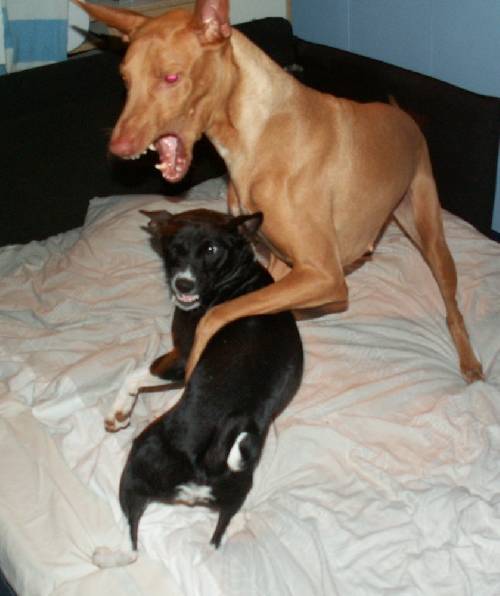 Devils-Dog vs Hund........