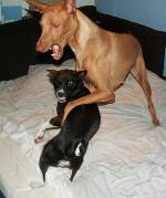 Devils-Dog vs Hund........