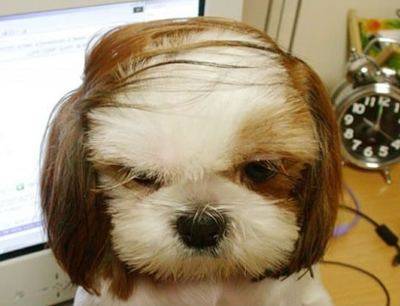 en hund