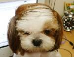 en hund