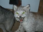 Bild av lukke95