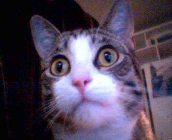 Min katt Elliot Briggs :D