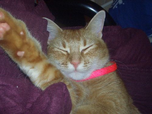 Min gammla katt Cleo Briggs som är i katthimmelen nu... R.I.P Cleo Briggs :)