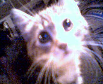 Min 3e katt :D, fett med gullig!