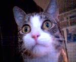 Min katt Elliot Briggs :D