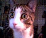 en till bild på min katt Elliot briggs :D