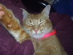 Min gammla katt Cleo Briggs som är i katthimmelen nu... R.I.P Cleo Briggs :)