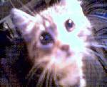 Min 3e katt :D, fett med gullig!