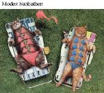 katter som solar