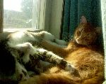 En bild som jag tog i sommar... på Elliot och Cleo som är i himmelen Briggs.