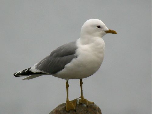 Bild av Seagull