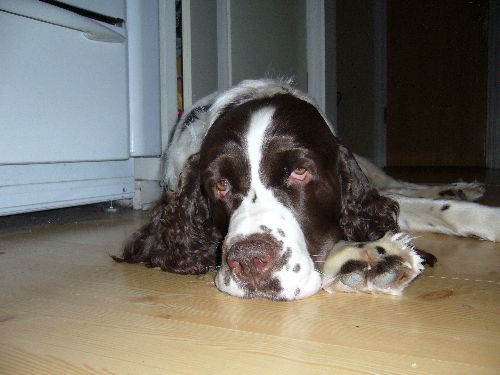 Min Gosiga hund ;D
