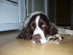 Min Gosiga hund ;D