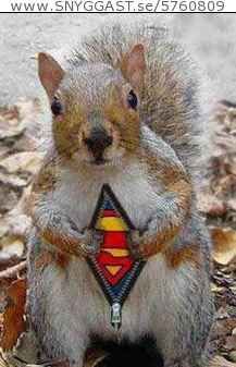 Supersquirrel Is Here