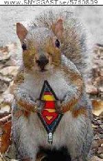 Supersquirrel Is Here