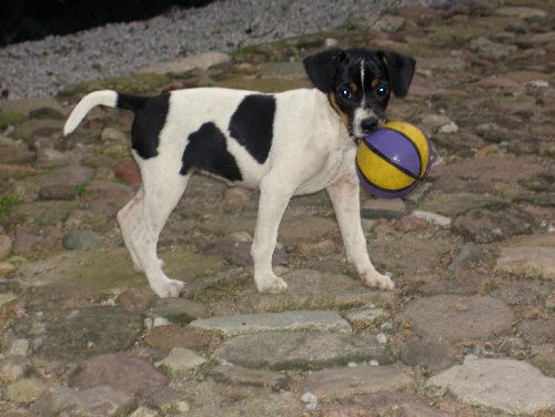 Min äskade hund(L)=D