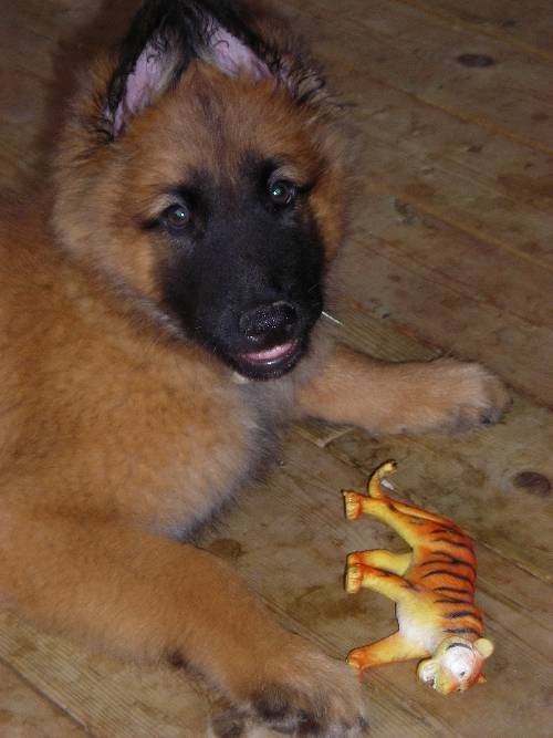 Min Hund <3