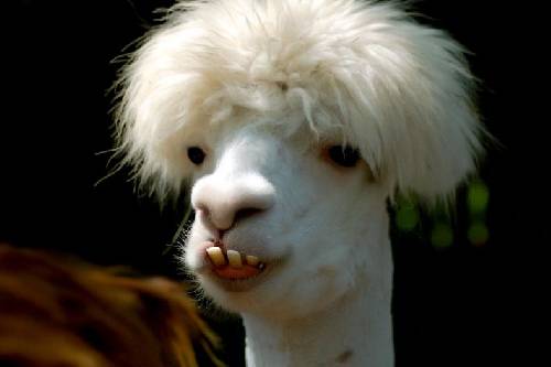En lama
