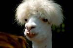 En lama