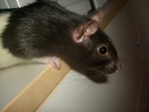 Min bejbi, Molly