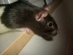 Min bejbi, Molly