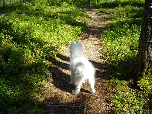 Vår lilla samojedvalp, sommaren 2006