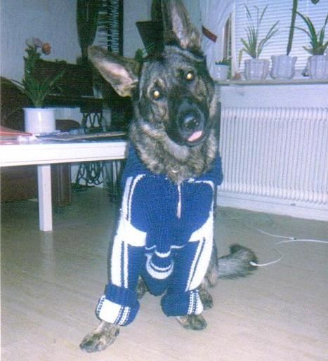 My Baby.. igen ! Underbarare hund får man leta länge efter!