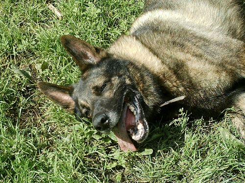 Min underbara hund Zeb. Lämnade mig den 8 december 2006. Älskar dig..