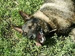 Min underbara hund Zeb. Lämnade mig den 8 december 2006. Älskar dig..