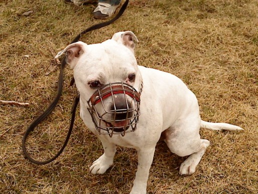 Ett foto jag tog på min fina staffordshire bullterrier Elvis i våras