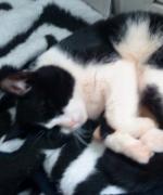 Snacka om komiskt foto :P Våran lilla katt Simba smälter verkligen in med filten xP