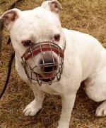 Ett foto jag tog på min fina staffordshire bullterrier Elvis i våras