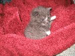 katten banjo