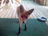 Foxy min lilla räv :)