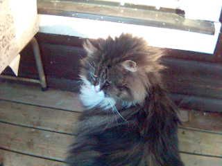 Lurvas lilla Lurrven <3