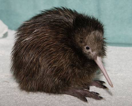 en söt kiwi=)