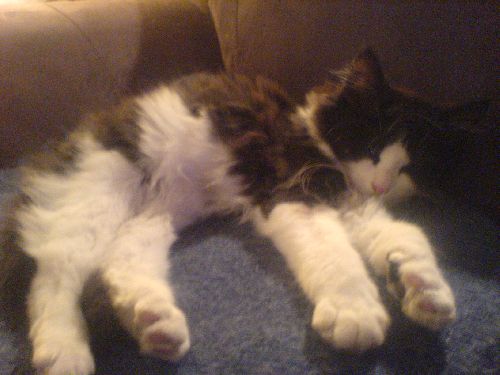 lille pus<3