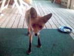 Foxy min lilla räv :)