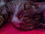 Lilla Nusse<3 saknar dig :´(