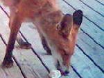 Foxi äter :D hehe