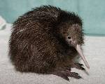 en söt kiwi=)