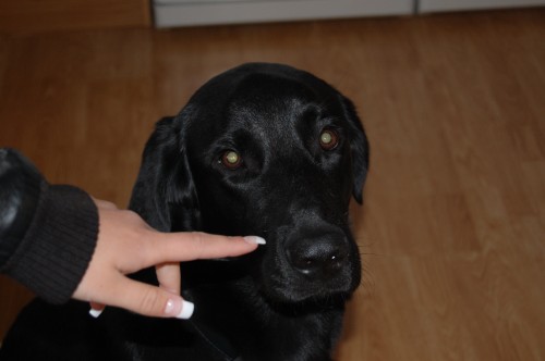 Bild av maded