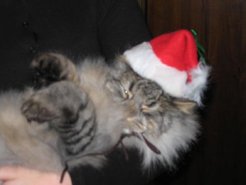 min katt