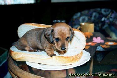 Hot dog!
