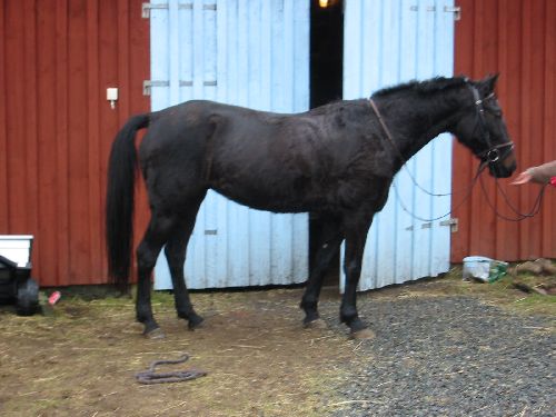 det här är min sommarhäst=)