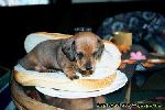 Hot dog!