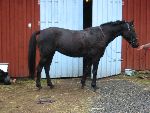 det här är min sommarhäst=)