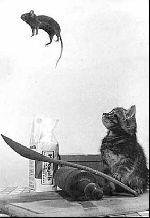 mean cat