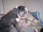 min hund :)